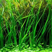 Image result for Cyperus rigidifolius