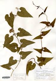 Image result for Cincinnobotrys