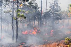 Conafor registra entre enero y mayo 5 mil 292 incendios forestales en méxico. Incendios Forestales En Mexico Hay 61 Activos Tres Son De Atencion Especial Infobae