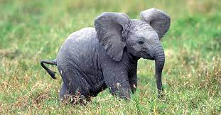 Download A Baby Is A Baby Watch This Baby Elephant Sleep Video Kids Activities Blog