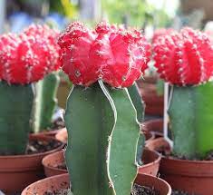 #best cactus soil media #how to grow cactus * water your cactus as a normal houseplant during the summer months and when the buds begin to show. Grafted Cactus Ruby Ball Cactus Calloway S Nursery
