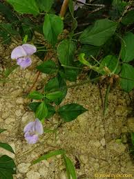 Image result for Vigna vexillata
