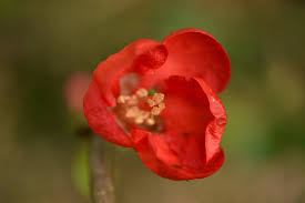Beautiful flowering quince from garden. Flowering Quince How To Grow Quince Shrubs Garden Design