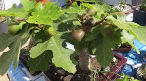 Boleh tanam di dalam pasu shj. Bonsai Higuera Ficus Carica Ficus Bonsai Brussel Sprout