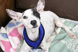 Miles is a pomeranian and pomeranian and chihuahua and pomeranian and mixed breed mixed rescue dog for adoption in reston, virginia. Pet Of The Week Marvelous Merrick Reston Now