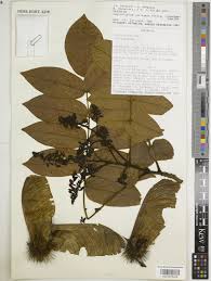 Image result for Centrolobium