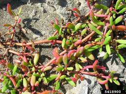 Image result for Sesuvium portulacastrum