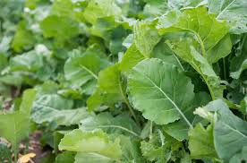 Image result for Brassica