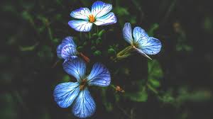 ✓ gratuiti a scopo commerciale ✓ immagini di alta qualità. Fiore Piccoli Fiori Sfondi Hd Foto Gratis Su Pixabay