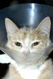 Funny Cat Pictures No Swear Words Cat Best Of The Funny Meme Cat Pics Cats Funny Cat Pictures