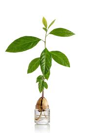 Propiedades De La Hoja De Aguacate No Todo Esta En La Pulpa