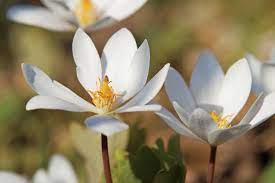 Wildflowers can be found throughout the hoosier state, but there is actually a springtime wildflower hike in brown county that offers an incredible experience through some of indiana's most gorgeous and vibrant wildflowers. Native Wildflowers Offer Spring Awakenings