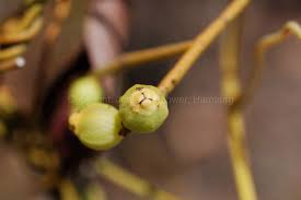 Image result for Cassytha pondoensis