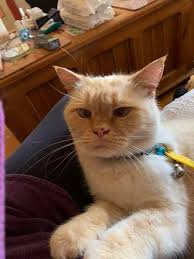 Who needs to buy an expensive cat bed; just throw a coat