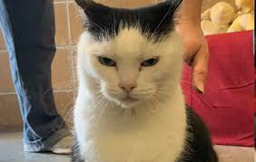 The cat welfare society does not represent or speak on. World S Worst Cat Up For Adoption At North Carolina Shelter Charlotte Observer