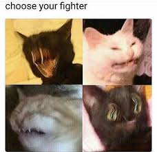 I Want A Fighting Cat Animal Memes Cat Memes Funny Animal Pictures