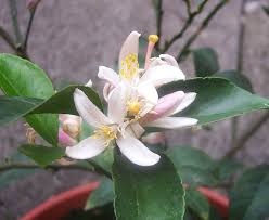 First, you'll need a sheltered site, and, if needed, erect a windbreak or shading. Growing Citrus Trees From Grocery Store Fruit Chriscondello