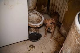 23 dogs living in faeces saved from 'worst case' ever witnessed by rescuers  - The Mirror