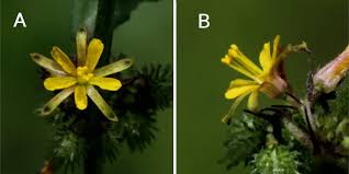 Image result for Triumfetta pentandra