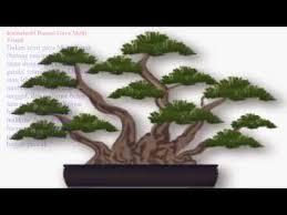 Gaya ini sering terjadi di alam, terutama ketika pohon terkena banyak cahaya dan tidak menghadapi masalah persaingan. Lihat Macam Macam Gaya Bonsai Paling Populer Sedunia By Jagat Bonsai