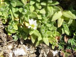 Image result for Cerastium afromontanum