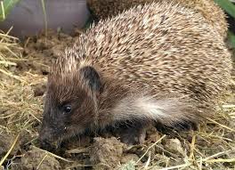 Programe de publicitate totul despre google. Se Distribuie Masiv O Postare FundaÅ£ia Visul Luanei Facebook