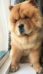 Dog Wallpaper Iphone In 2020 Dog Wallpaper Chow Chow Dog Puppy Dog Wallpaper Iphone