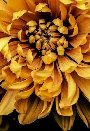 Mustard Yellow Flower On Black Background Yellow Flowers Beautiful Flowers Yellow Aesthetic