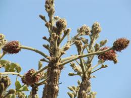 Image result for Erythrina latissima