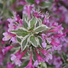 An entire section of our website dedicated to your growing success. My Monet Purple Effect Weigela Plant Addicts
