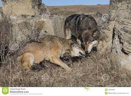 The Now Rare Prairie Wolf Male And Female With Tiny Pups At Den Site Wolf Life Animals Beautiful Pup