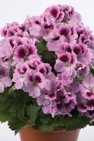 Check spelling or type a new query. Westhoff Aristo Orchid