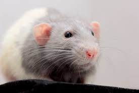 While the dumbo rat is a variety of brown rat, it is important to note that fancy rats are domesticated and as such they differ considerably from other rat species that are not bred specifically for pet keeping. James Blue Hooded Dumbo Pet Rats Miniature Dogs Hooded Rat