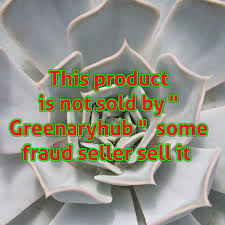Are there any health benefits to a snake plant? Greenaryhub Sansevieria Trifasciata Snake Plant Mother In Law Tongue Low Maintenance Air Purifier Natural Live Plant For Indoor Home Office Amazon In Garden Outdoors