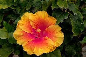 This Blooming Tropical Shrub Will Bring Glory To Your Texas Summer Garden