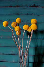 Craspedias Lori Bearden Bearden Zanini Billy Buttons Dried Flowers Flower Farm