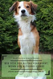 Ein Rudelmitglied Stirbt Und Das Bedeutet Fur Alle Veranderungen Auch Der Alltag Von Wohlstandshund Klimt Hat Sich Gewandelt Hunde Alter Hund Hundegeschichten