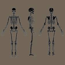 Learn more about human anatomy with these free resources. Negative Human Skeleton Chart Black Vector 640145 Download Free Vectors Clipart Graphics Vector Art