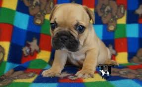 Our mission is to rescue, rehabilitate and rehome english & french bulldogs. French Bulldog Puppy For Sale Adoption Rescue For Sale In Durant Oklahoma Classified Americanlisted Com