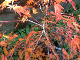 We did not find results for: Is This Disease Or Sun Damage On My Japanese Maple Gardening Landscaping Stack Exchange