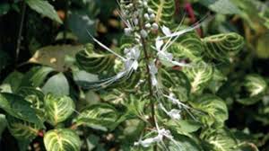 Buat garis di bagian bawah daun dan sambungkan ke tangkai. Pahit Dijual Pedagang Jamu Gendong 2 Daun Ini Ternyata Memiliki Segudang Khasiat Banjarmasin Post