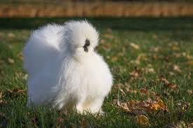 The Official Website Of The American Silkie Bantam Club Silkie Chicken Breeders Membership Page Information And Forum Silkies Silkie Chickens Silkie Bantam