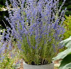 Image result for Perovskia atriplicifolia 'blue spire'
