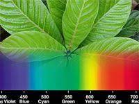 Science Project What Color Light Is Best For A Plants Growth Science Fair Projects Science Projects Science Fair