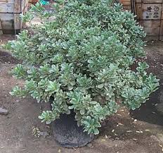 Easy to prune, shoots appear well on old wood. Pittosporum Tobira Variegata