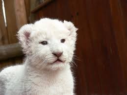 Great prices and selection of pictures lion. White Lion Cub Free Stock Photo Public Domain Pictures
