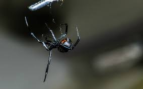 The venom of different species of black widow spiders is similar, so the. You Won T Die From A Black Widow S Bite Macala Wright