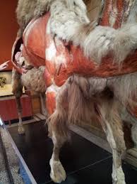 Helou tried camel hump in abu dhabi and describes its taste as a cross between beef and lamb. Camel Anatomy Interlude What S In John S Freezer