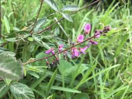 Image result for Desmodium incanum