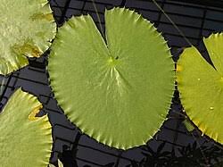 Image result for Nymphaea heudelotii